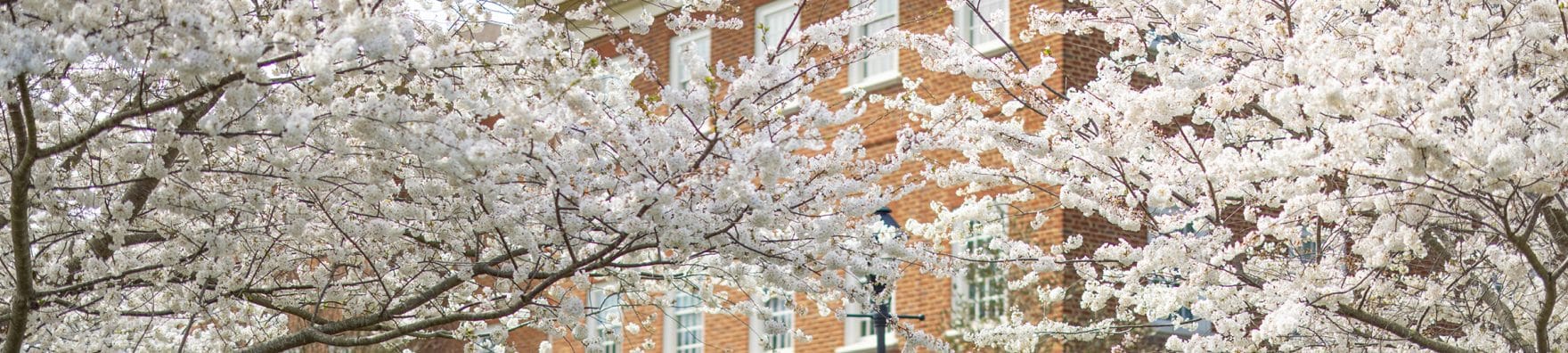 A close up of pink flowers on a tree blooming on Regent University's Virginia Beach campus.