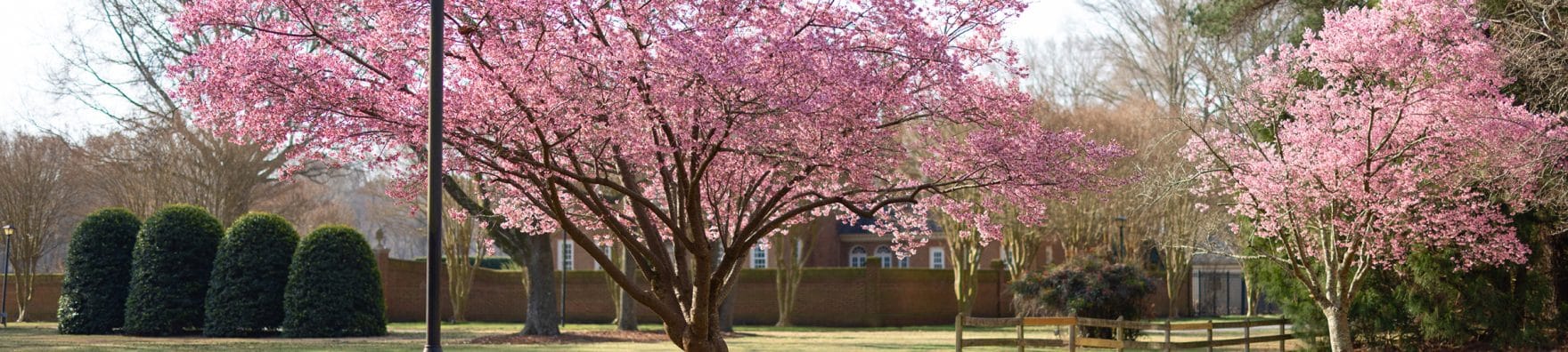A picturesque view of the fountain on Regent University's Virginia Beach campus with spring blooms in the foreground.